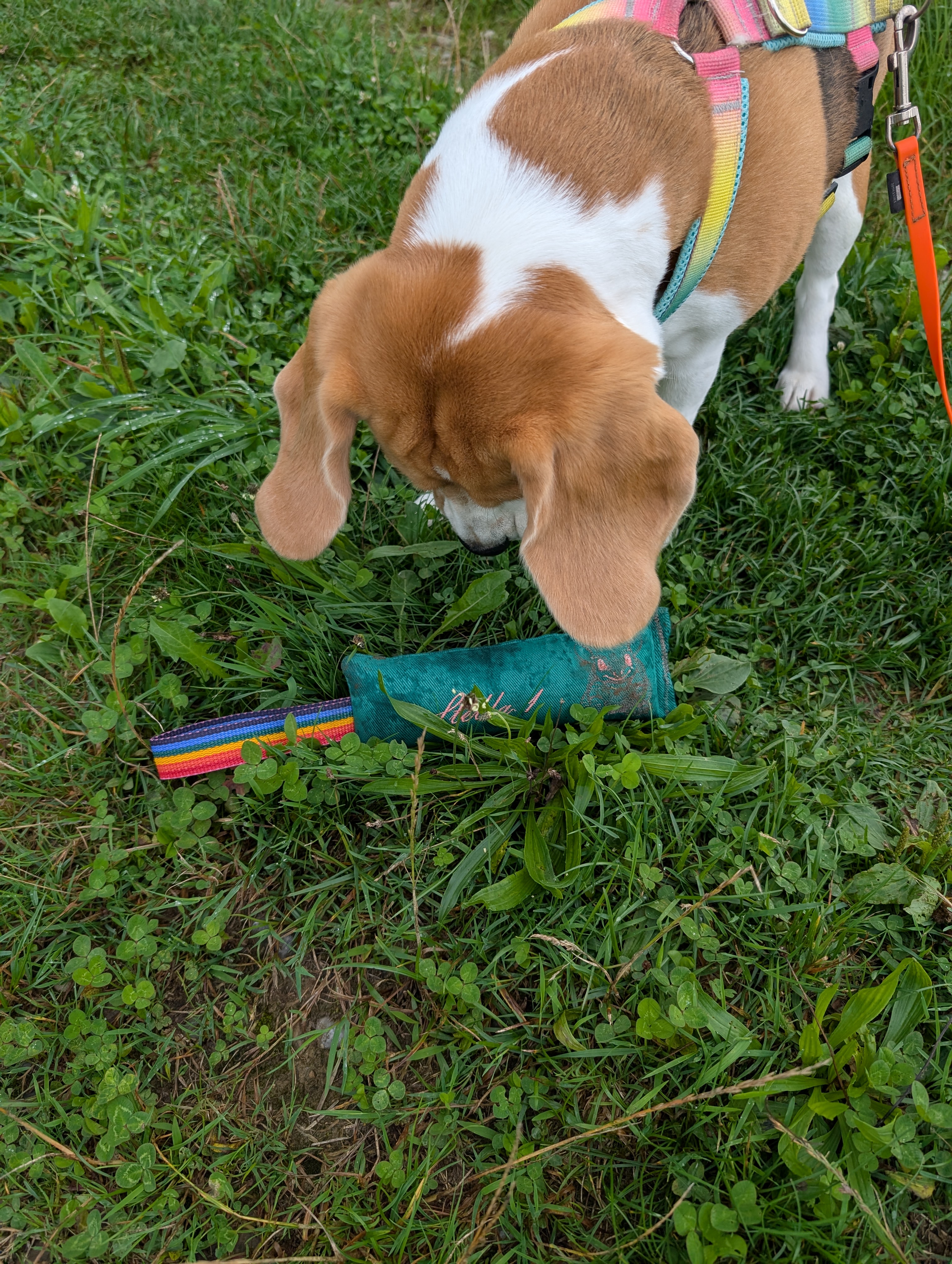 Stella bring ein Dummy zu mir zurück