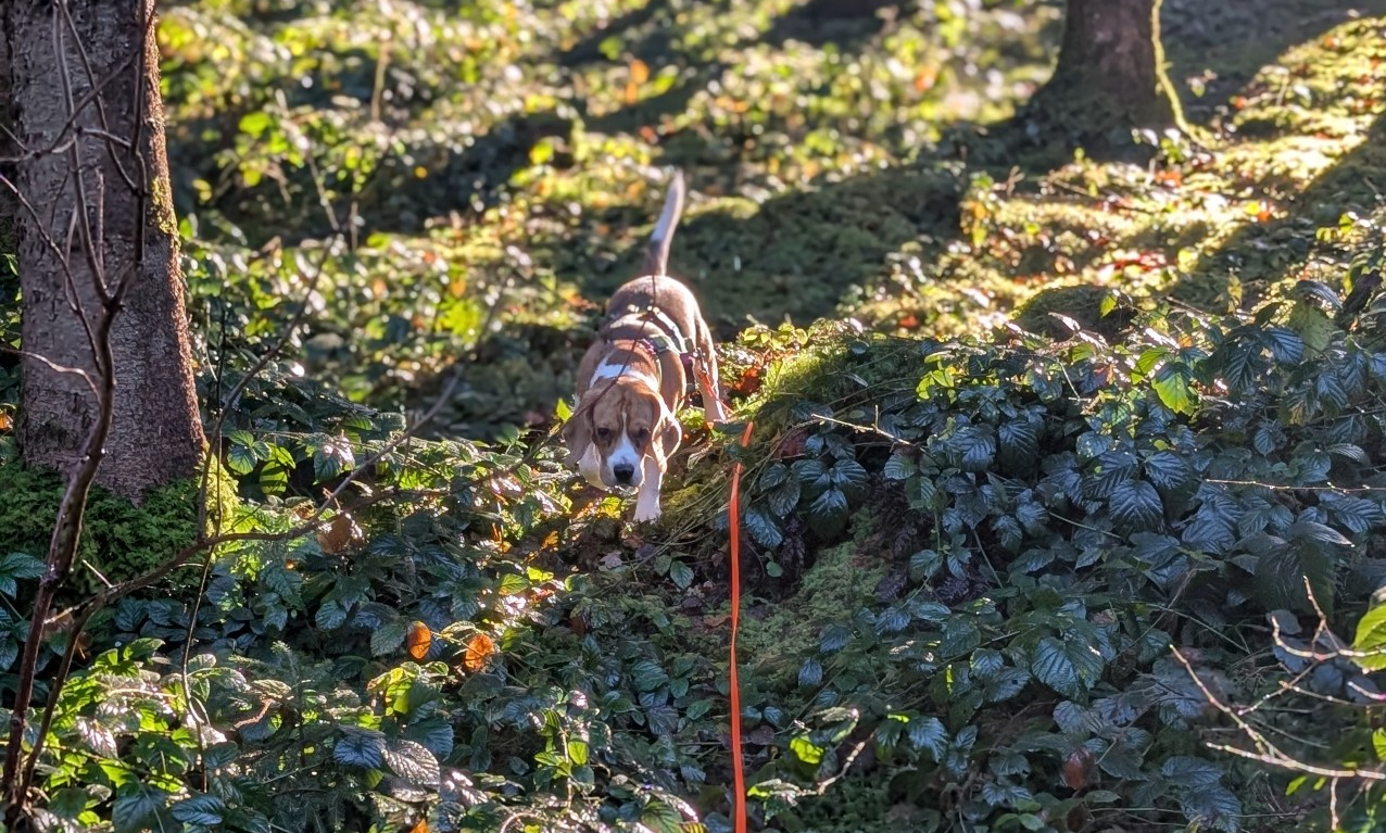 Stella beim Mantrailing